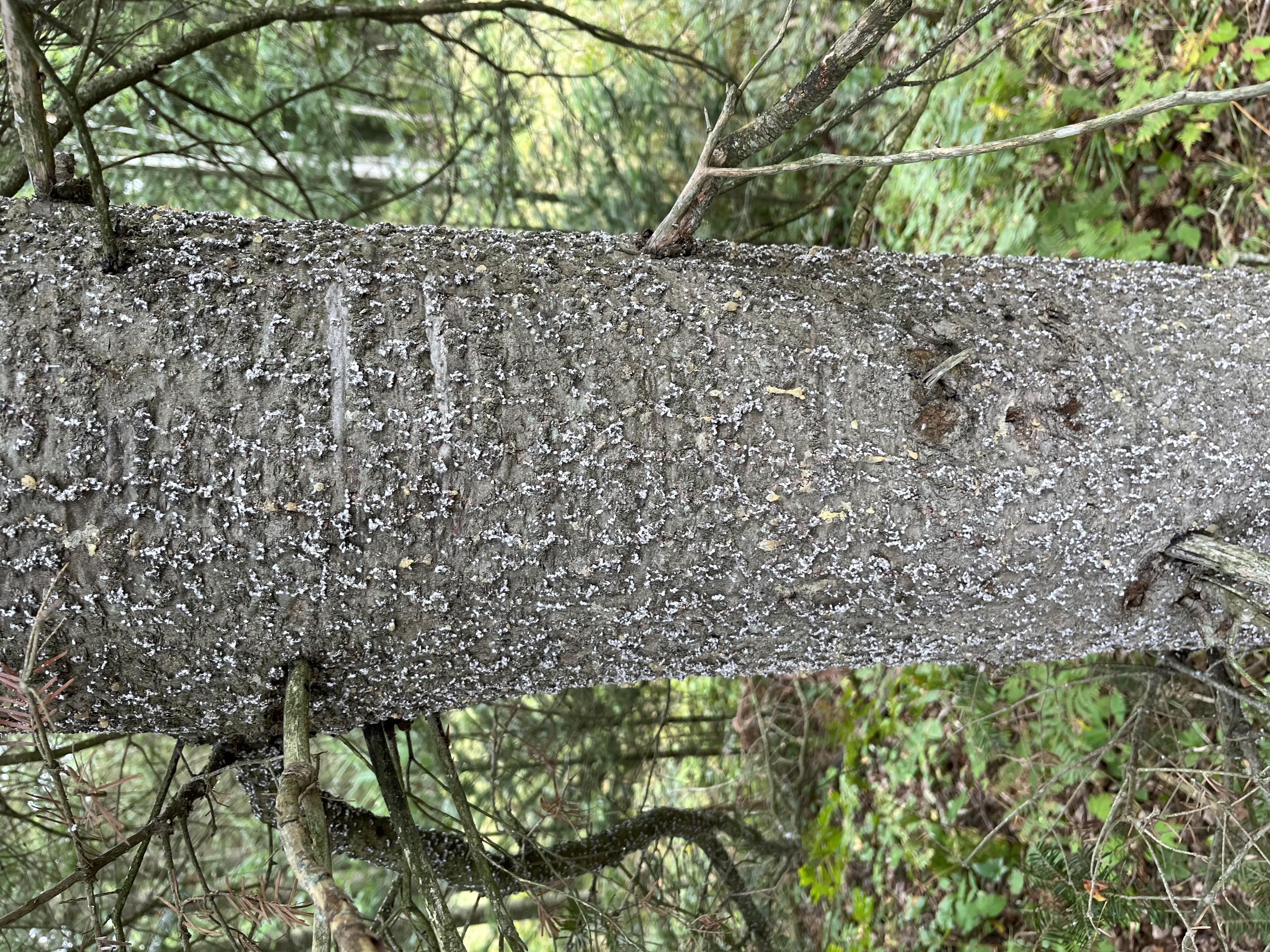 #11A MSU Nymphs on balsam fir bark.jpg